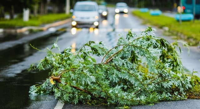 Cars covered by insurance at risk of fallen tree and storm damage